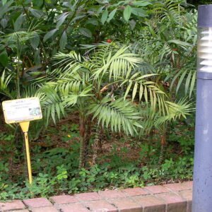 Kleine palmboom met groene bladeren en slanke stengels.