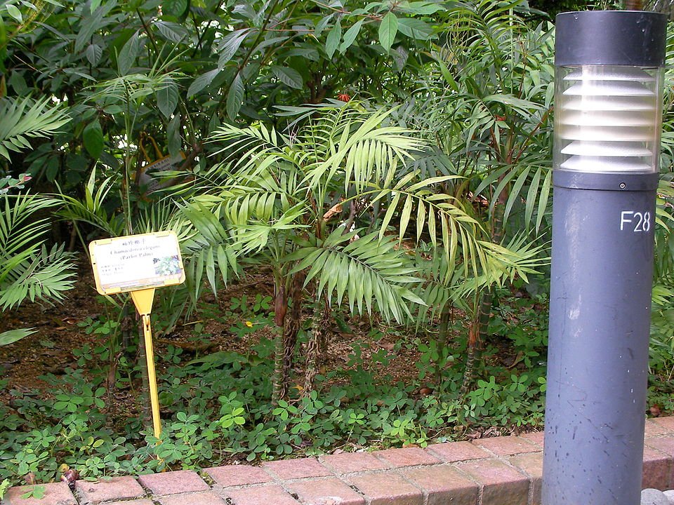 Kleine palmboom met groene bladeren en slanke stengels.