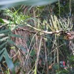 Chamaedorea seifrizii plant met groene bladeren en stam, JNTBGRI Kerala, India.