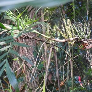 Chamaedorea seifrizii plant met groene bladeren en stam, JNTBGRI Kerala, India.