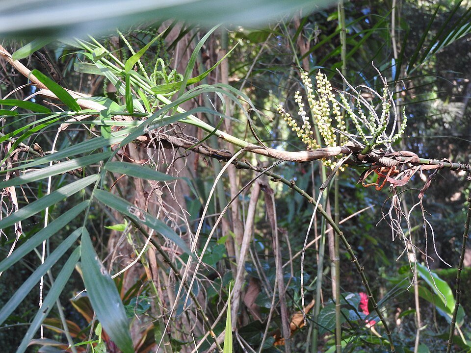 Chamaedorea seifrizii plant met groene bladeren en stam, JNTBGRI Kerala, India.