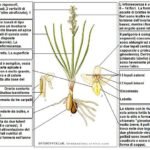 Chamorchis alpina Lindman bloeiende witte orchidee met groene bladeren op een natuurlijke achtergrond.