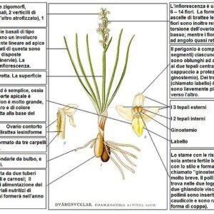 Chamorchis alpina Lindman bloeiende witte orchidee met groene bladeren op een natuurlijke achtergrond.