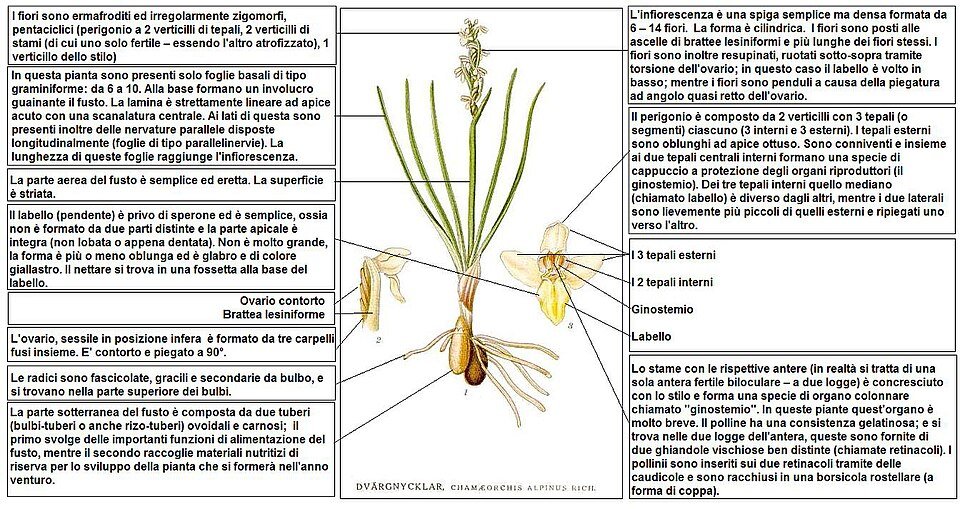 Chamorchis alpina Lindman bloeiende witte orchidee met groene bladeren op een natuurlijke achtergrond.