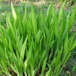 Oranje Chasmanthe floribunda bloemen op Montjuïc.