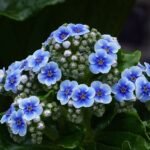 Bloeiende Chatham Island-vergeet-mij-nietjes (Myosotidium hortensia) op 960px.