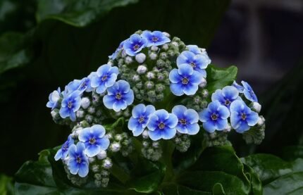 Bloeiende Chatham Island-vergeet-mij-nietjes (Myosotidium hortensia) op 960px.