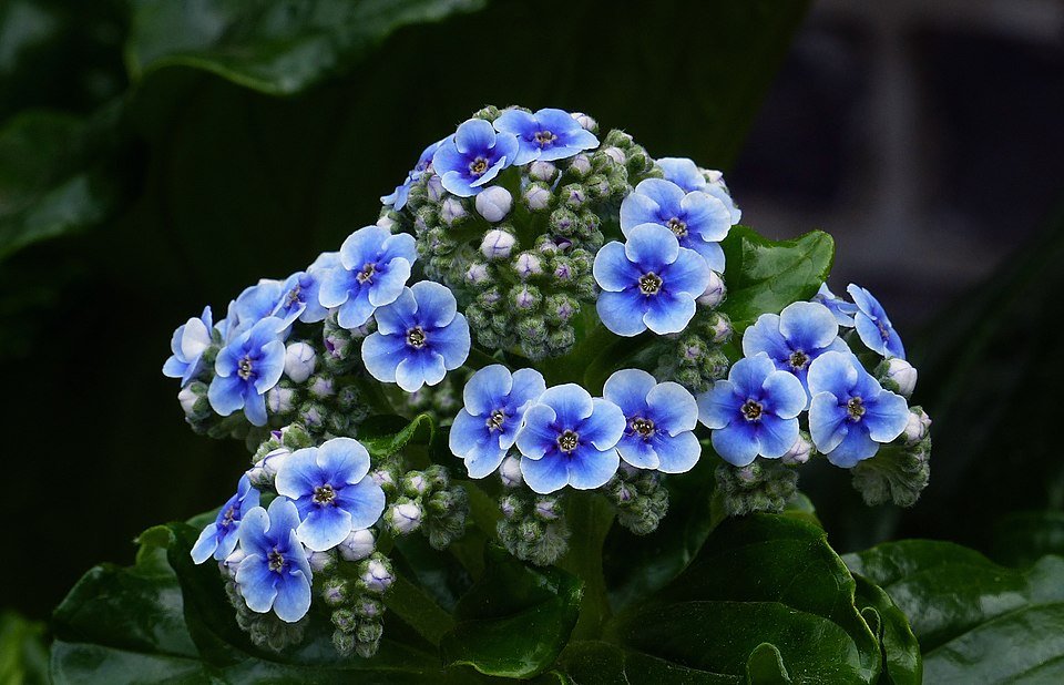 Bloeiende Chatham Island-vergeet-mij-nietjes (Myosotidium hortensia) op 960px.