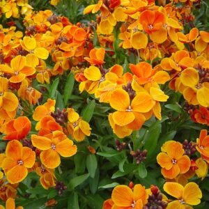 Oranje muurbloem bloemen in zonnige tuinsetting.