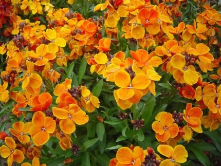 Oranje muurbloem bloemen in zonnige tuinsetting.