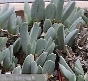 Paarse bloeiende Cheiridopsis purpurea plant in woestijnachtige omgeving.