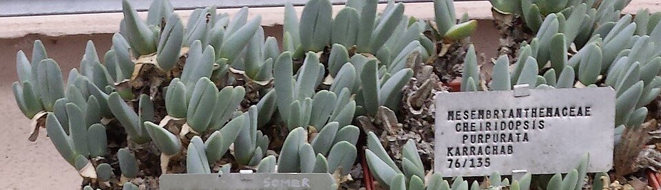 Paarse bloeiende Cheiridopsis purpurea plant in woestijnachtige omgeving.