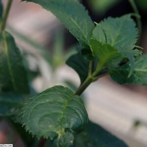 Vlammende roze Chelone lyonii 'Hot Lips' bloem.