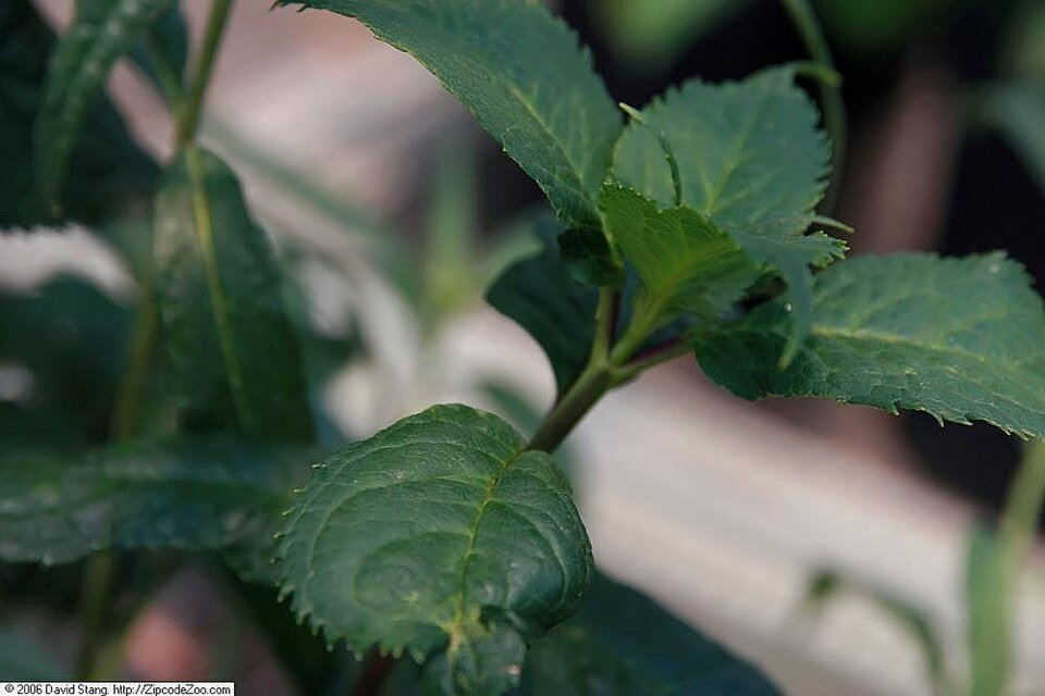 Vlammende roze Chelone lyonii 'Hot Lips' bloem.