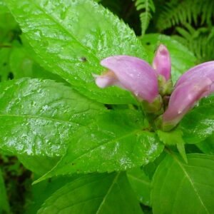 Zacht roze Chelone obliqua bloem met groene bladeren en stengels.