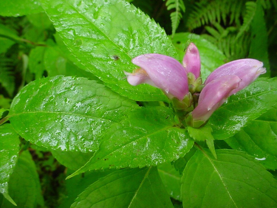 Zacht roze Chelone obliqua bloem met groene bladeren en stengels.