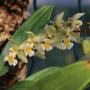Gele Chelonistele sulfera orchideebloem close-up.