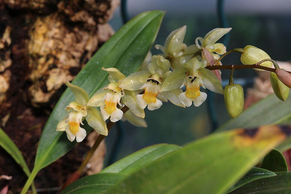 Gele Chelonistele sulfera orchideebloem close-up.