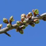 Prachtige knoppen van kersenbloesem in de lentezon.