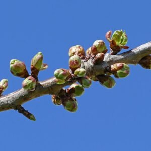 Prachtige knoppen van kersenbloesem in de lentezon.