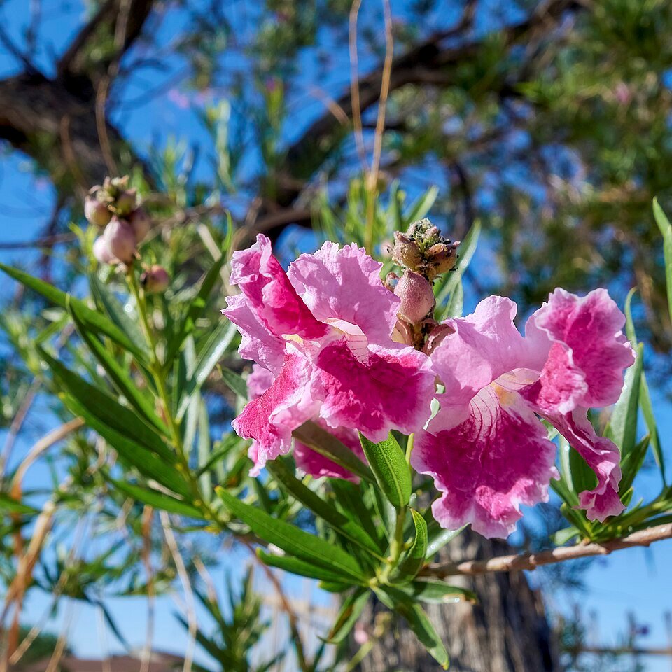 Donkerroze Chilopsis bloemen in close-up weergave.