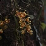 Chiloschista orchidee met dichte bloemen in natuurlijke setting.