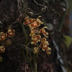 Chiloschista orchidee met dichte bloemen in natuurlijke setting.
