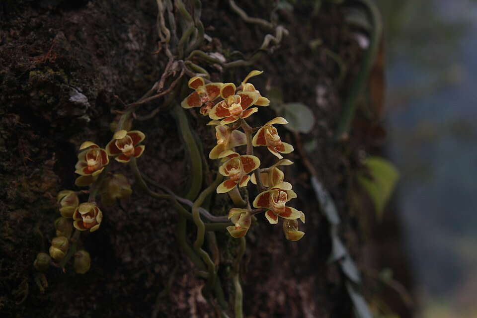 Chiloschista orchidee met dichte bloemen in natuurlijke setting.