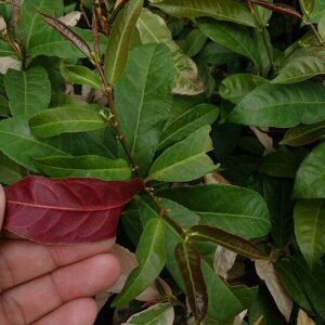 Excoecaria cochinchinensis plant with green and red leaves.