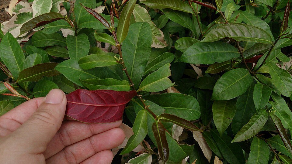 Excoecaria cochinchinensis plant with green and red leaves.