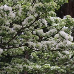 Chionanthus retusus bloemen in botanische tuin.