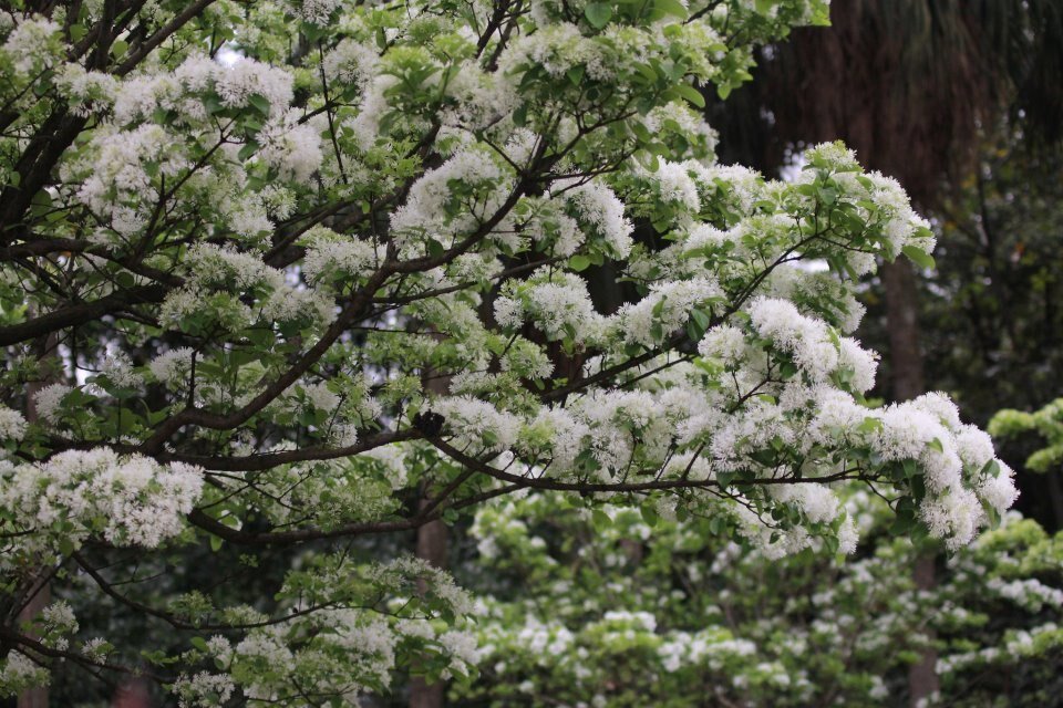 Chionanthus retusus bloemen in botanische tuin.