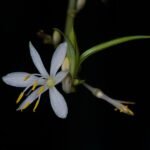 Groene en witte gestreepte Chlorophytum comosum plant met bloemen.