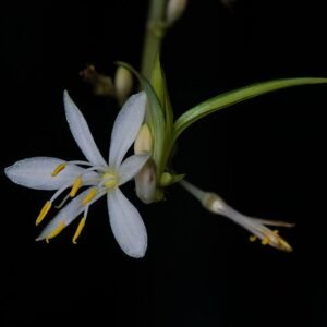 Groene en witte gestreepte Chlorophytum comosum plant met bloemen.