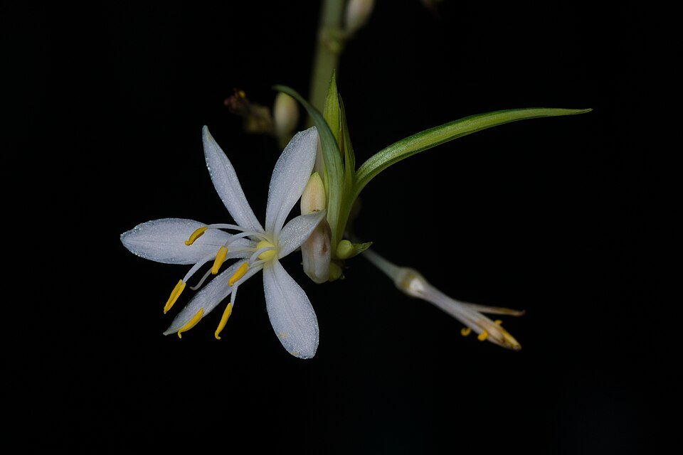 Groene en witte gestreepte Chlorophytum comosum plant met bloemen.