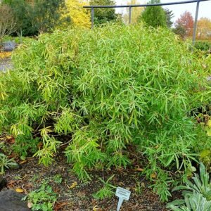 Choisya plant, bloeiende tak met groene bladeren en witte bloemen.