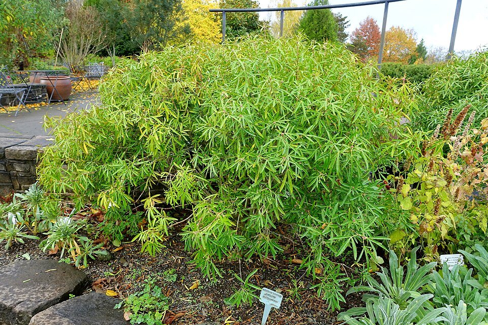 Choisya plant, bloeiende tak met groene bladeren en witte bloemen.