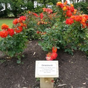 Roze roos in Dugald McKenzie Rose Garden, Christchurch.