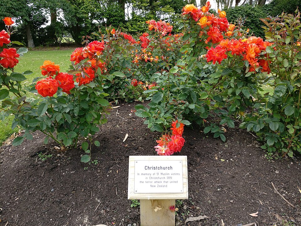 Roze roos in Dugald McKenzie Rose Garden, Christchurch.
