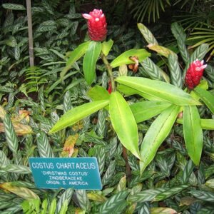 Kerst Costus plant met heldergroene bladeren en rode bloemen.