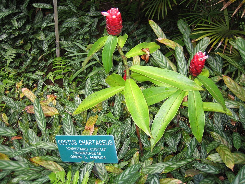 Kerst Costus plant met heldergroene bladeren en rode bloemen.