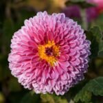 Bloeiende Chrysanthemum morifolium in heldere kleuren.