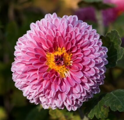 Bloeiende Chrysanthemum morifolium in heldere kleuren.
