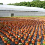 Chrysanten met winterharde eigenschappen in een kwekerij.