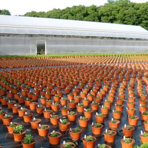 Chrysanten met winterharde eigenschappen in een kwekerij.