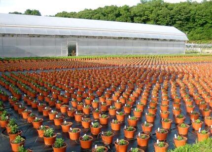 Chrysanten met winterharde eigenschappen in een kwekerij.