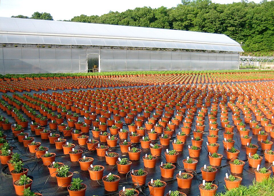 Chrysanten met winterharde eigenschappen in een kwekerij.