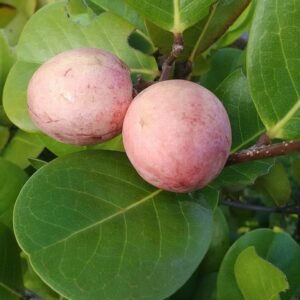 Rijpe paarse Ikakopruimvruchten groeien op kleigrond.