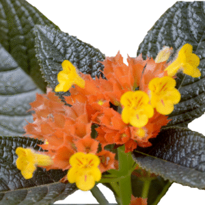 Chrysothemis bloem in volle bloei met oranje bloemblaadjes.