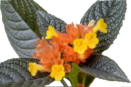 Chrysothemis bloem in volle bloei met oranje bloemblaadjes.